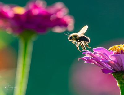 Bumblebee with rim light in flight to another flower Bumblebee with rim light in flight to another flower