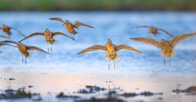 Short-billed Dowitchers coming in for a landing Short-billed Dowitchers coming in for a landing