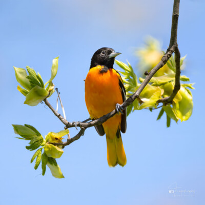 Baltimore Oriole perched in an early spring tree Baltimore Oriole perched in an early spring tree
