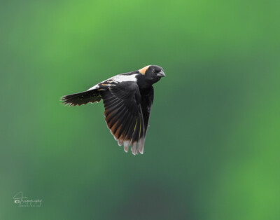 Bobolink in flight Bobolink in flight