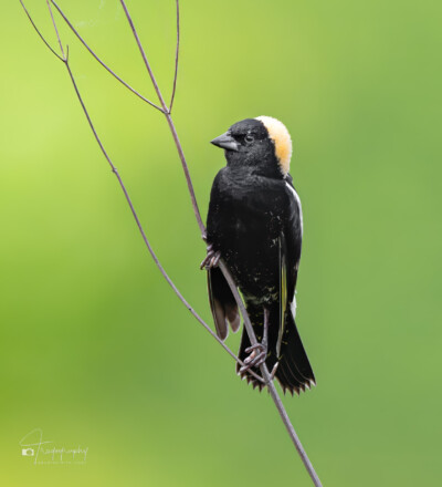 Bobolink perched on last year's red Bobolink perched on last year's red