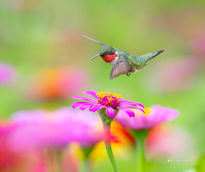 Male Ruby-throated Hummingbird in flight above the flowers Male Ruby-throated Hummingbird in flight above the flowers