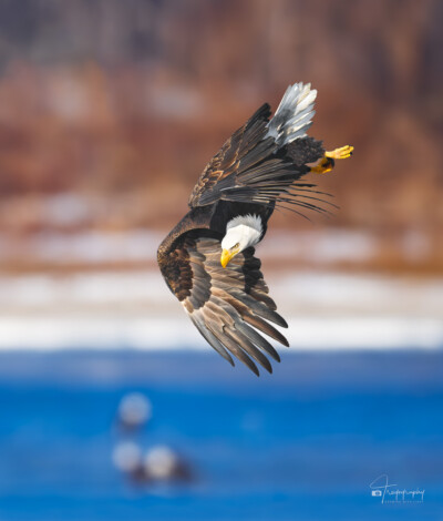 Bald Eagle in a precision dive above the Mississippi River Bald Eagle in a precision dive above the Mississippi River