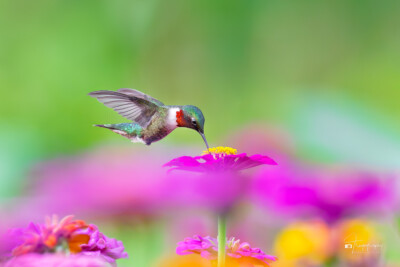 Male Ruby-throated Hummingbird in flight above the clouds of flowers Male Ruby-throated Hummingbird in flight above the clouds of flowers