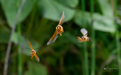 Cicada Killer Wasps in flight Cicada Killer Wasps in flight