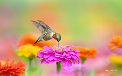 Male Ruby-throated Hummingbird beak down in a flower Male Ruby-throated Hummingbird beak down in a flower