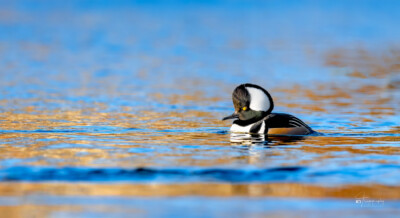 Male Hooded Merganser enjoy the blue lake Male Hooded Merganser enjoy the blue lake