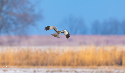 A Gray Ghos (male Northern Harrier) in flight above the prairie A Gray Ghos (male Northern Harrier) in flight above the prairie