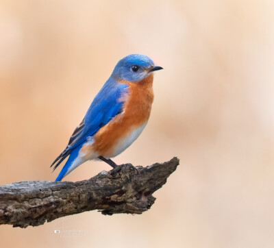 Eastern Bluebird perched on a limb Eastern Bluebird perched on a limb
