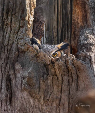 Great Horned Owl peering out from its nest Great Horned Owl peering out from its nest