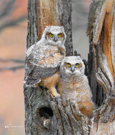 Great Horned Owlets on the edge of fledging Great Horned Owlets on the edge of fledging