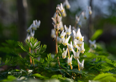 Dutchman's Breeches wildflowers Dutchman's Breeches wildflowers