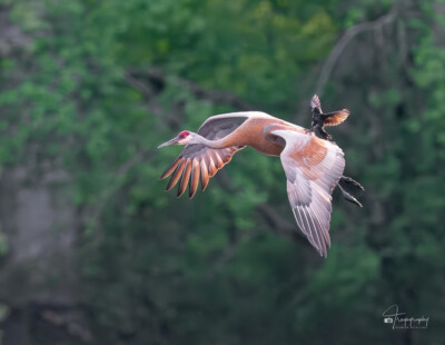 Red-winged Blackbird riding on a Sandhill Crane Red-winged Blackbird riding on a Sandhill Crane