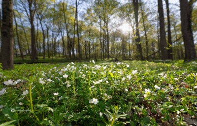 Eastern False Rue Anemone in early spring Eastern False Rue Anemone in early spring