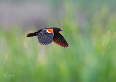Red-winged Blackbird in flight above the reeds Red-winged Blackbird in flight above the reeds