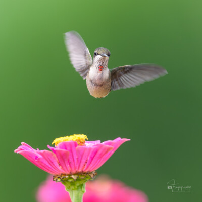 Juvenile Ruby-throated Hummingbird Juvenile Ruby-throated Hummingbird