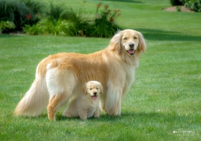 You've Got a Friend Trog's Dogs Golden Retrievers