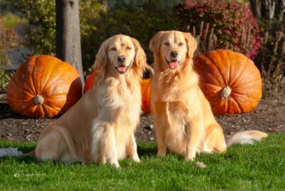 Goldens and Pumpkins Trog's Dogs Golden Retrievers