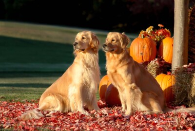 Shadow and Daisy Trog's Dogs Golden Retrievers