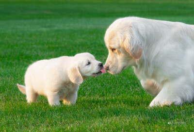 Puppy Kisses Trog's Dogs Golden Retrievers