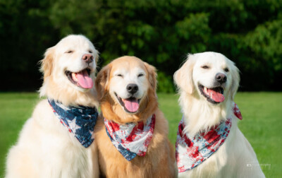 Happy Fourth of July! Trog's Dogs Golden Retrievers