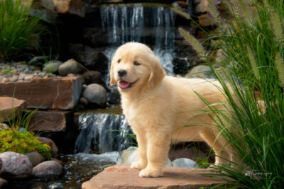 Smilin' Ginger Trog's Dogs Golden Retrievers