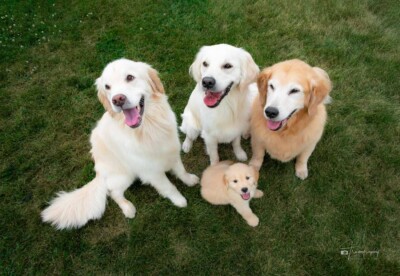Portrait of the Pack Trog's Dogs Golden Retrievers