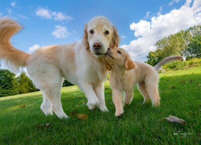 Ginger Playing with Paczki Trog's Dogs Golden Retrievers
