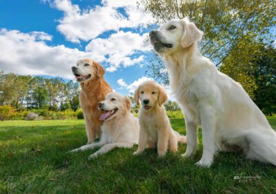 Casual Portrait of the Girls Trog's Dogs Golden Retrievers