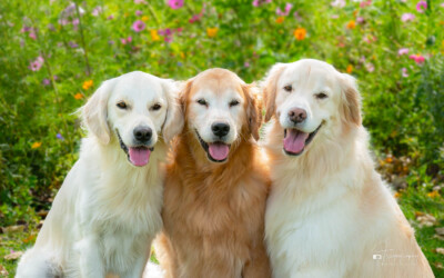 The Three Amigos Trog's Dogs Golden Retrievers