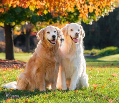 Daisy and Paczki Smilin' Trog's Dogs Golden Retrievers