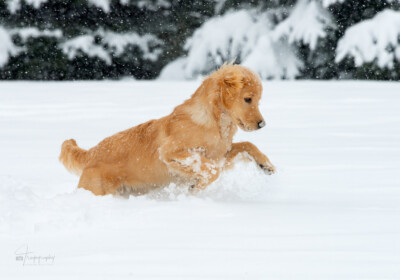 Snow Piercer Trog's Dogs Golden Retrievers