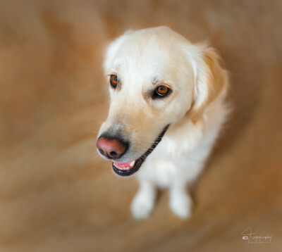 Our Brown-eyed Girl Trog's Dogs Golden Retrievers
