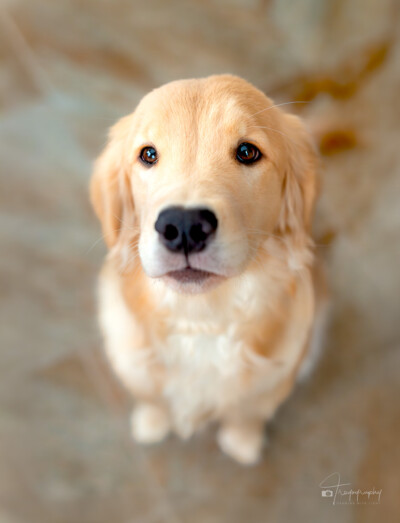 Just One More Biscuit? Trog's Dogs Golden Retrievers