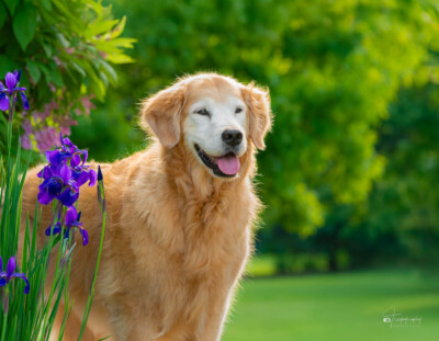 Sugar-faced Daisy Trog's Dogs Golden Retrievers