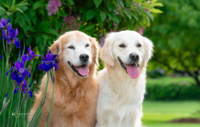 Daisy and ZuZu Trog's Dogs Golden Retrievers