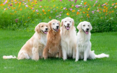 Summer Day with the Pack Trog's Dogs Golden Retrievers