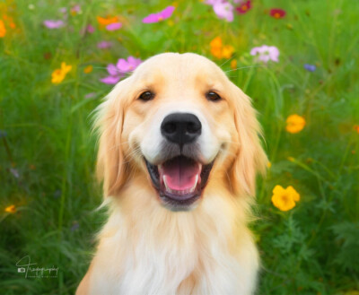 Ginger With her Smile On Trog's Dogs Golden Retrievers