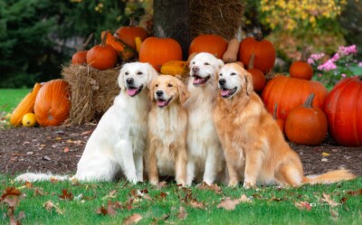 Pumpkins and the Pack Trog's Dogs Golden Retrievers