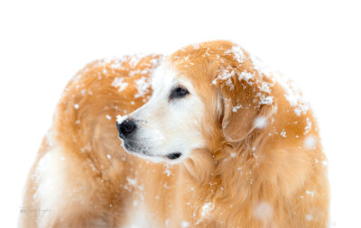 Daisy in the Snow Trog's Dogs Golden Retrievers