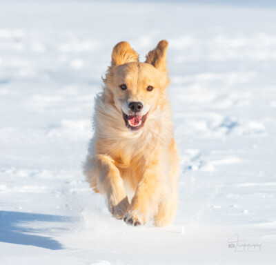 Snow Happy Trog's Dogs Golden Retrievers