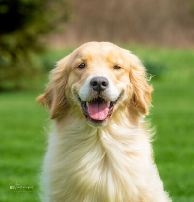 Smilin' Ginger Trog's Dogs Golden Retrievers