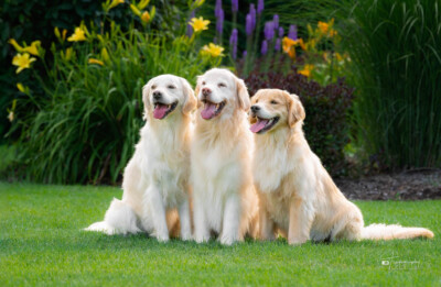 Summer Portrait Trog's Dogs Golden Retrievers