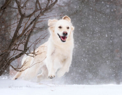Snow Joy Trog's Dogs Golden Retrievers