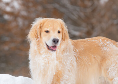 Snow Portrait of Ginger Trog's Dogs Golden Retrievers