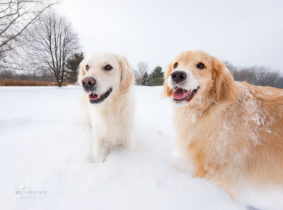 ZuZu and Ginger in the Snow Trog's Dogs Golden Retrievers