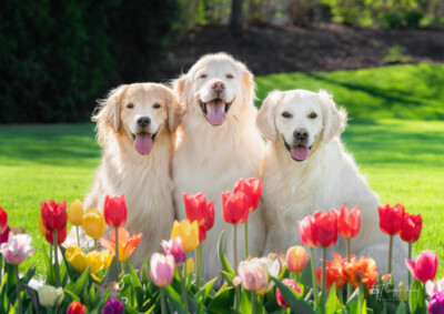 Goldens and Tulips Trog's Dogs Golden Retrievers
