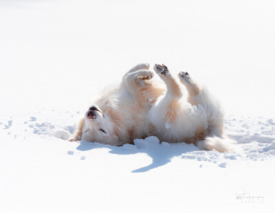 Snow Angel Trog's Dogs Golden Retrievers