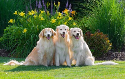 Summer Portrait Trog's Dogs Golden Retrievers