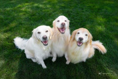 Smile for the Camera Trog's Dogs Golden Retrievers